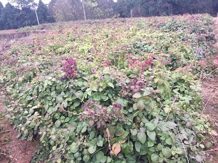 <b>川丹參種植技術(shù)</b>